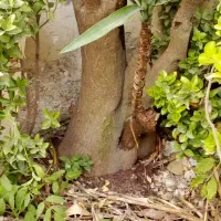 گل سرحال و فوق العاده ۱۰ساله یوکا|گل و گیاه طبیعی|رشت, اسماعیل آباد|دیوار