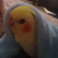 عروس هلندی گم شده|حیوانات|رشت, توشیبا|دیوار