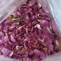 گل محمدی