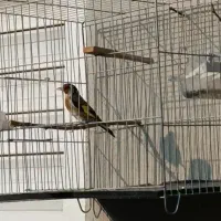 سهره گل قغل|پرنده|گنبد کاووس, |دیوار