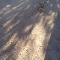 واگذاری پاکوتاه ماده