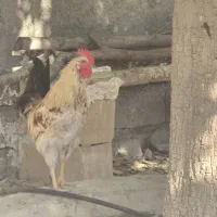 خروس در بندر ریگ