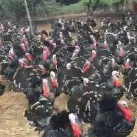 بوقلمون برنزه