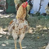 خروس لاری ۱۴ ماهه
