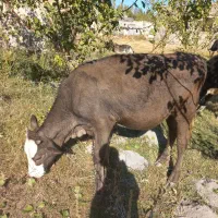 گاو