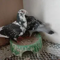 کبوتر مسافتی