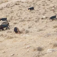 بز کهره دار ورومایه  شهرکردی ترکی