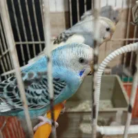 مرغ عشق جوان