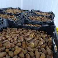 خرما|خوردنی و آشامیدنی|اوز, |دیوار