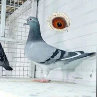یک جفت پلاکی
