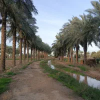 خوزستان کاری دارین در خدمتم