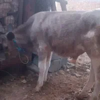 گوساله نر