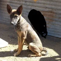 توله مالینویز نر سرابی ژرمن هاسکی خراسانی