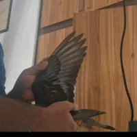 پلاکی مسافت بلند