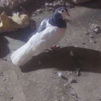 دم سفید،چپ|پرنده|تربت‌حیدریه, اندیشه|دیوار