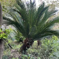 گل سیکاس مادر تنه دار