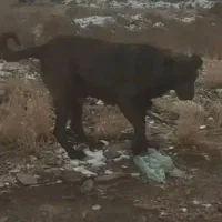 واگذاری ماده سرابی