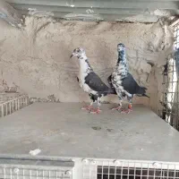 جفت نروماده سینه سفید