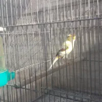 قناری نر ابلغ مست مست