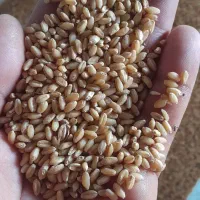 فروش گندم کوهدشت وجو محلی|گل و گیاه طبیعی|انگوت, |دیوار