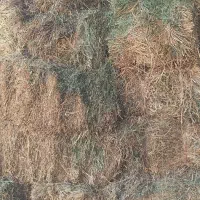 یونجه خشک انباری