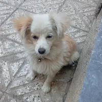 سگ خرسی
