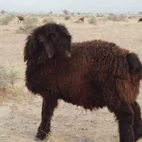 بره قوچی قوچ پازن میش بز