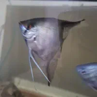 معاوضه ماهی فلاور  باکس|ماهی|تهران, شهرک امام خمینی|دیوار