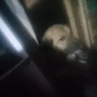 سگ پا کوتاه