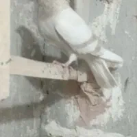 کفتر فروشی|پرنده|سبزوار, زینبیه|دیوار