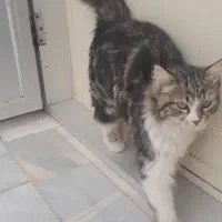 گربه|گربه|اردکان, |دیوار