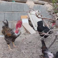 خروس نژاد دار