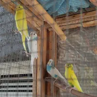 مرغ عشق|پرنده|الوند, |دیوار