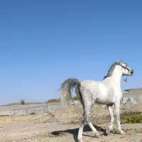 مادیون عربی