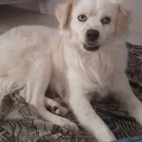 واگذاری پامراشپیتز