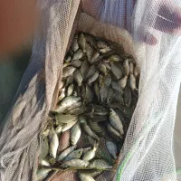 بچه ماهی کپور