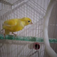 قناری بخون جوان و سرحال|پرنده|سهند, |دیوار