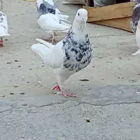 طوقی الماسی|پرنده|ایوان, |دیوار