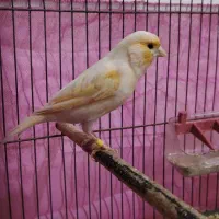 قناری نر مست بخون