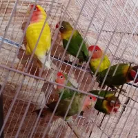 کوتوله یقه زرد ۸عدد
