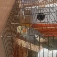 عروس هلندی گمشده در حوالی منصور آبرسان