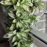 فروش گلهای اپارتمانی|گل و گیاه طبیعی|پاوه, |دیوار