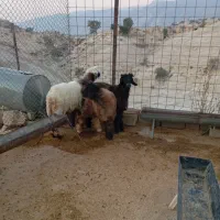 بره|حیوانات مزرعه|دهدشت, |دیوار