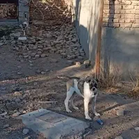 دوعدد توله سگ نژاد خراسانی|سگ|پیشوا, |دیوار