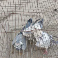 کفتر|پرنده|شیراز, کرونی(خاتونک)|دیوار