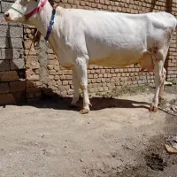 گاو شیری آبستن