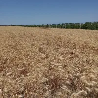 بذر گندم آبی پیشگام و اوکراینی
