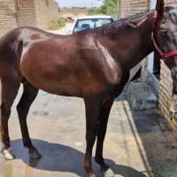 نریان عرب خالص چهار سال برگه کشش