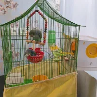 قفس پرنده ولانه و...