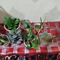 گل اپارتمانی